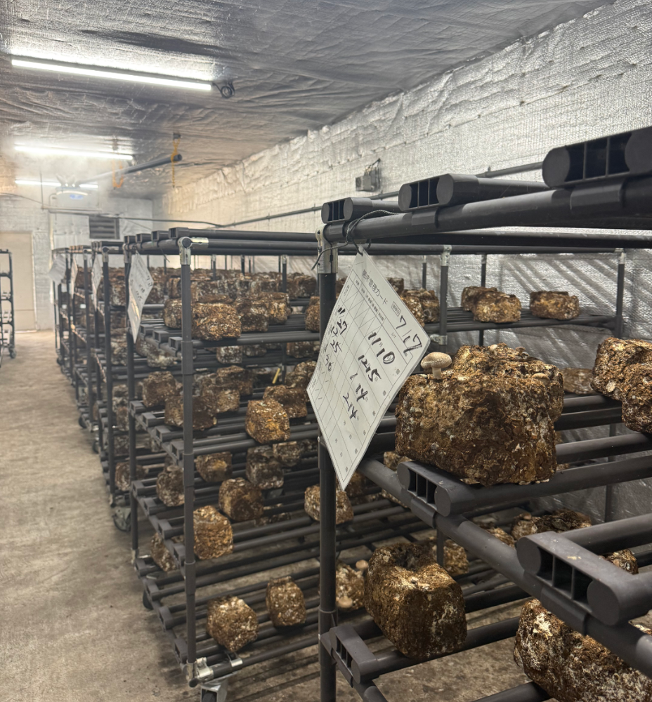 松きのこの栽培